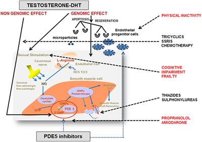 Frontiers Androgen Deficiency and Phosphodiesterase Type 5